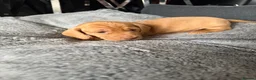 Miniature Dachshund dogs for sale:  * Rare * Stunning chunky Dachshund Fawn Boy -  - Advert 9