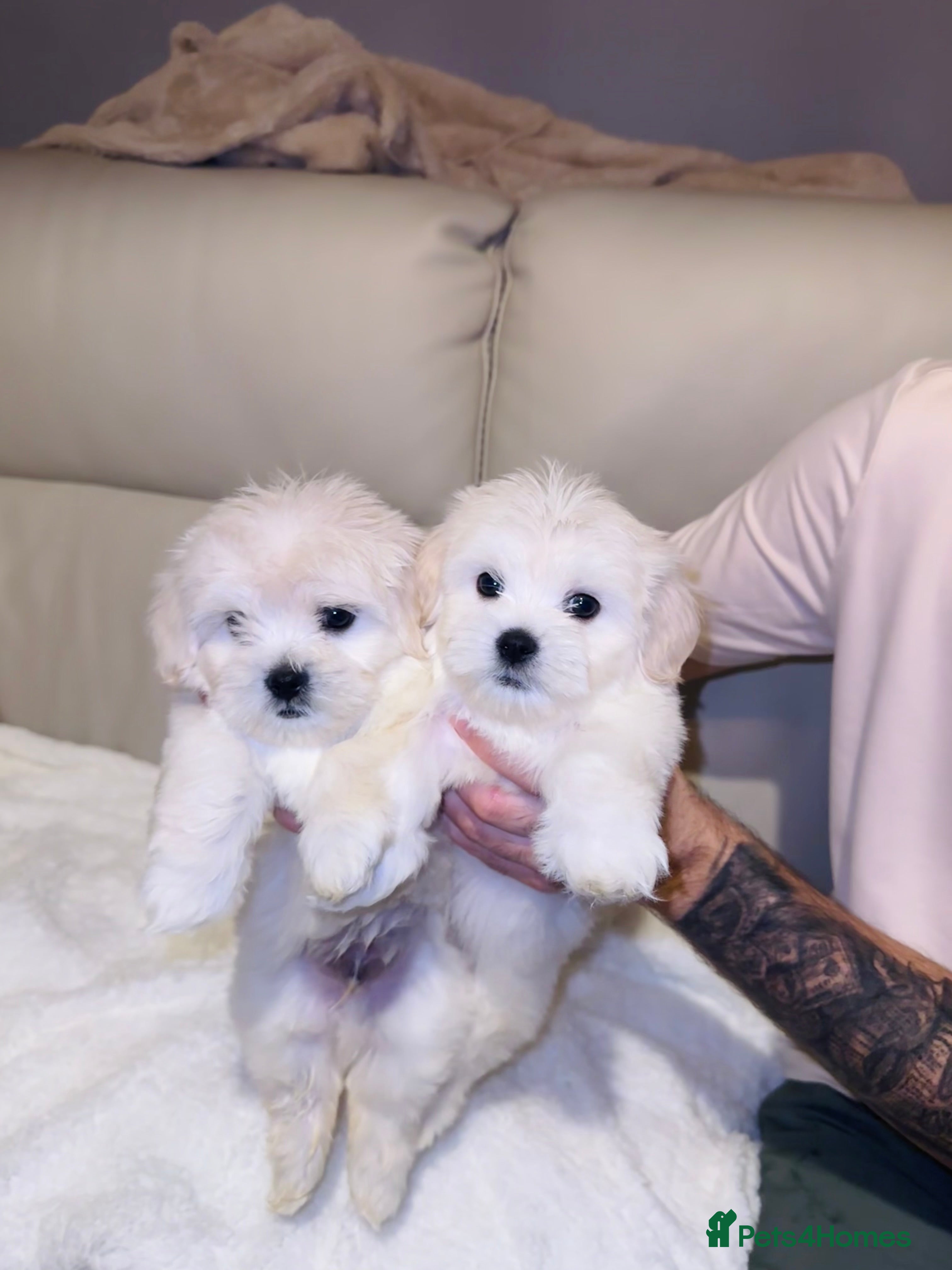 Maltese dogs Maltese puppies  - Advert 12