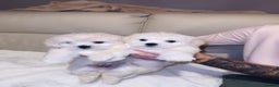 Maltese dogs for sale: Maltese puppies  - Advert 1
