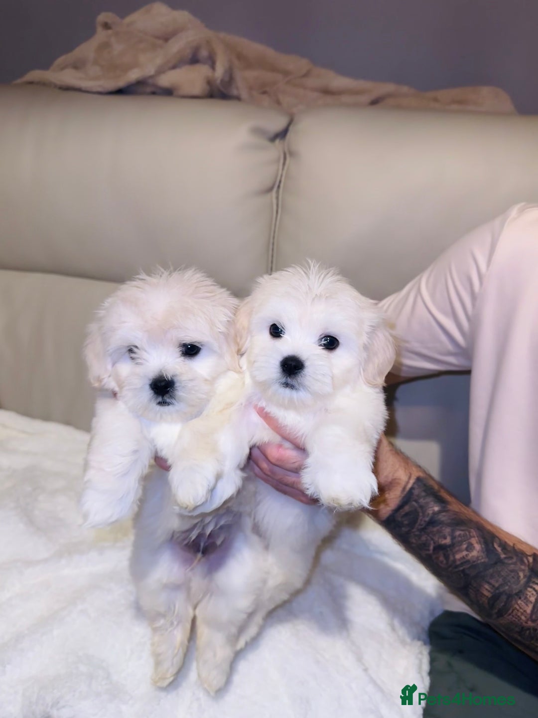 Maltese dogs for sale: Maltese puppies  - Advert 1