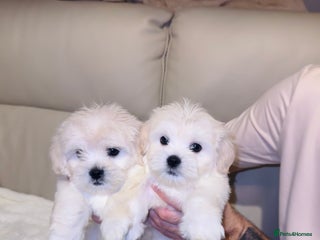 Maltese dogs Maltese puppies - Advert 1
