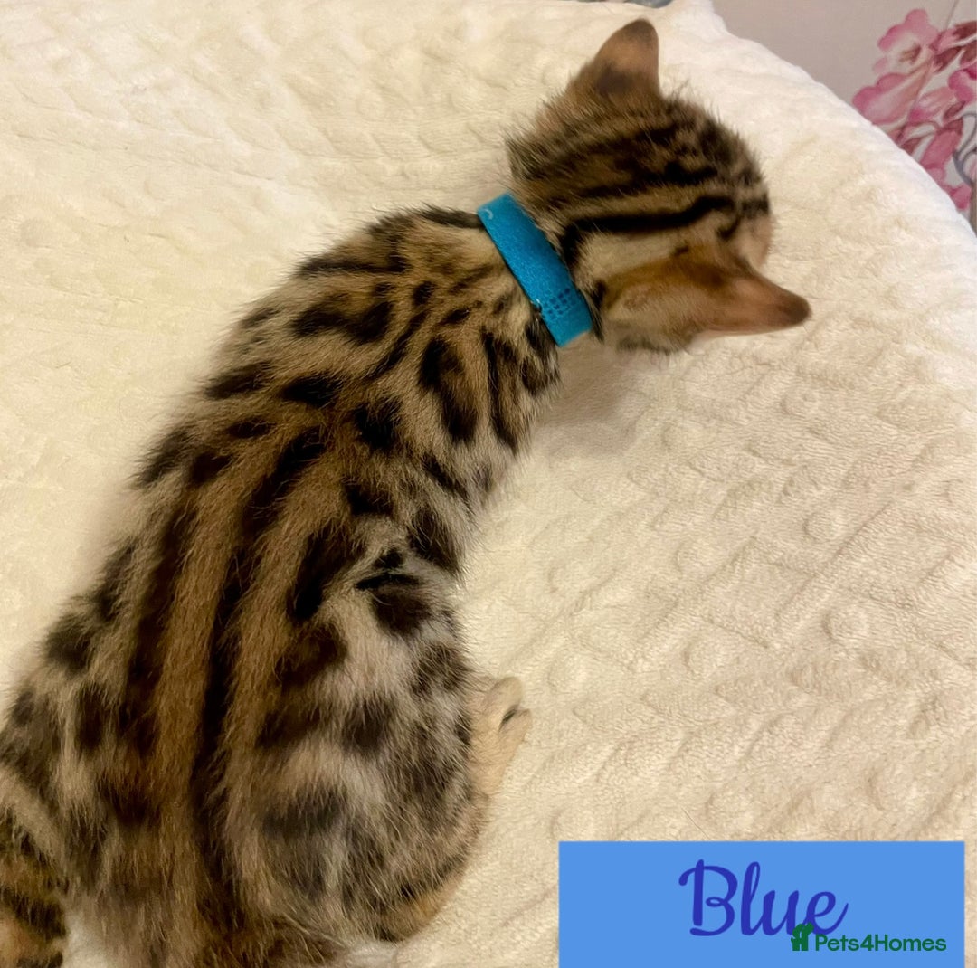 Bengal cats for sale: Beautiful Bengal Kittens - Advert 3