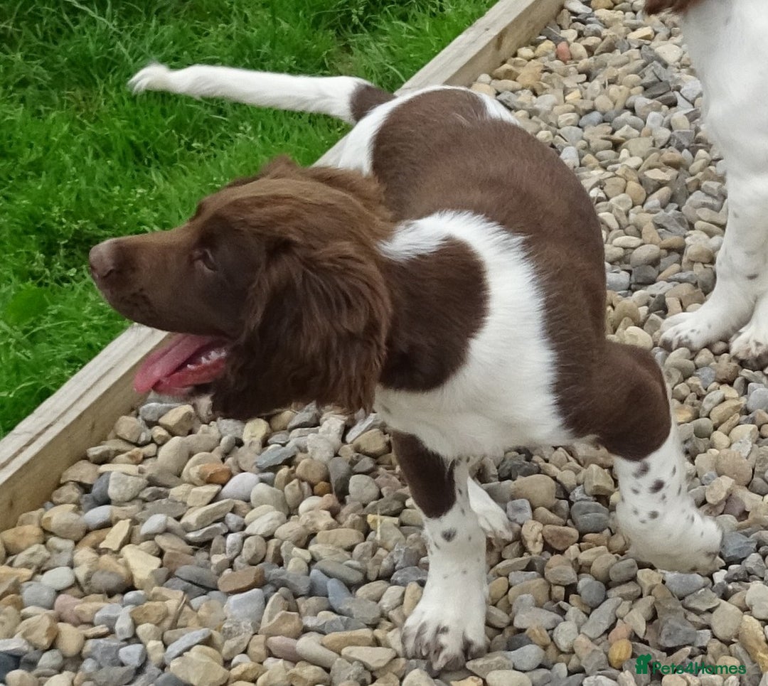 English Springer Spaniel dogs for sale: Two Gorgeous Boy English Springer Spaniel Puppies  - Image 13