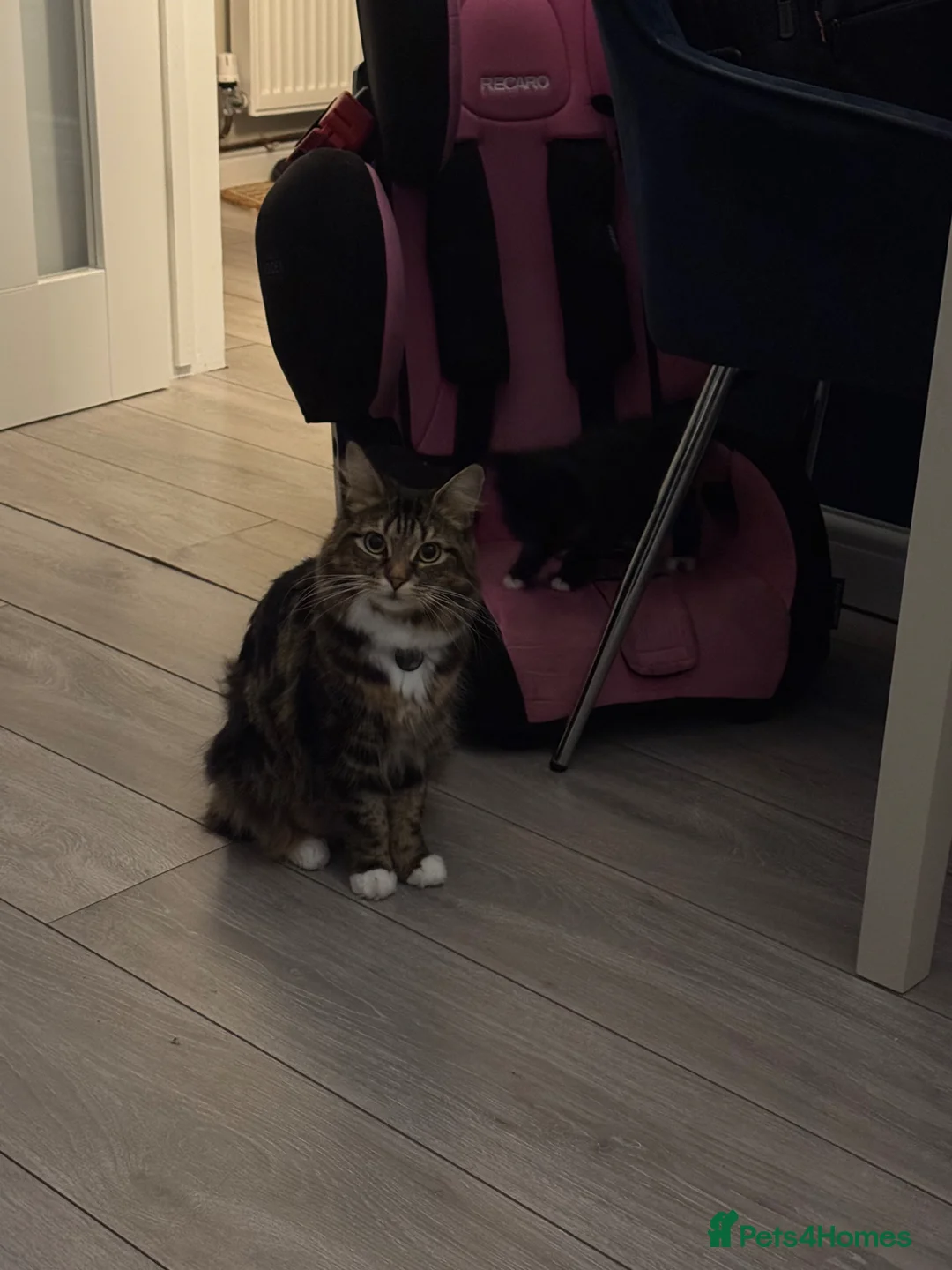 Mixed Breed cats for sale: British Blue x Long Haired Domestic Tabby kittens  - Advert 9