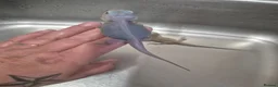 Bearded Dragon reptiles for sale: Baby bearded dragons  - Advert 17