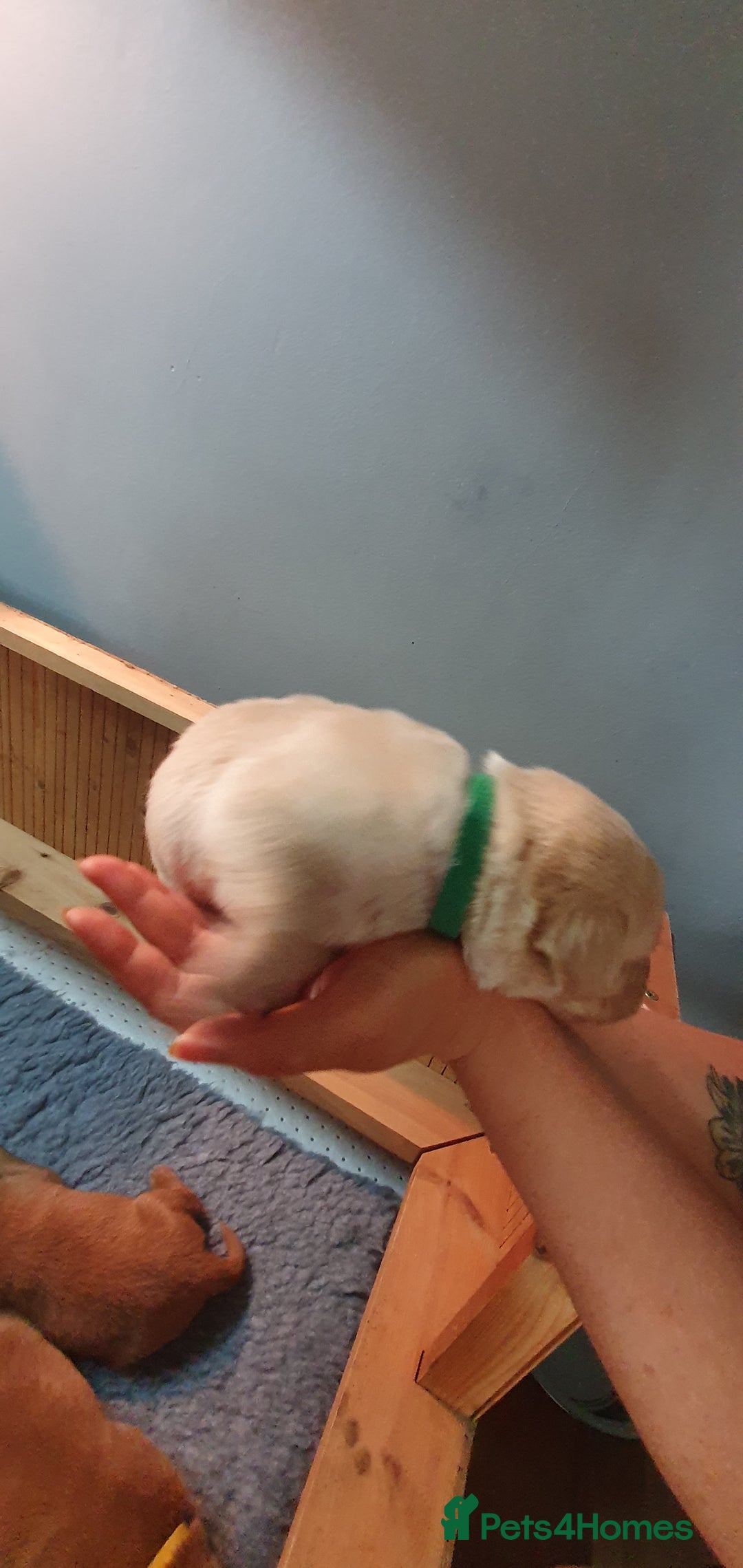 Labrador Retriever dogs for sale: Fox red Labrador - Image 15