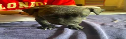 Lurcher dogs for sale: Beautiful Brindle puppies - Advert 13