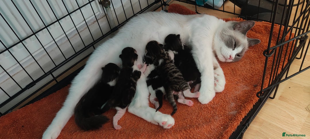 Mixed Breed cats for sale: Ragdoll kitten - Image 6