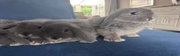 Mini Lop rabbits for sale: Very cute blue otter mini lops 8 weeks old - Advert 2