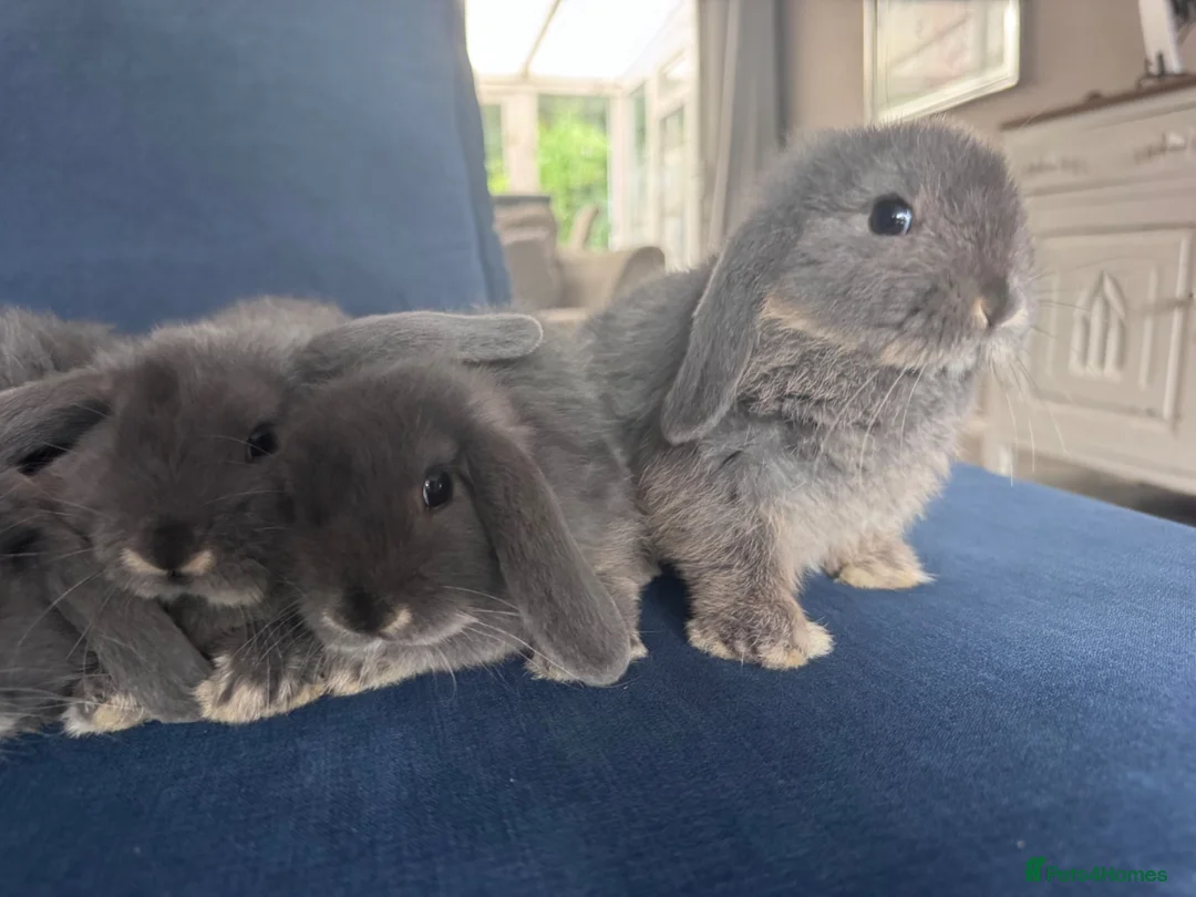Mini Lop rabbits for sale: Very cute blue otter mini lops 8 weeks old - Advert 2