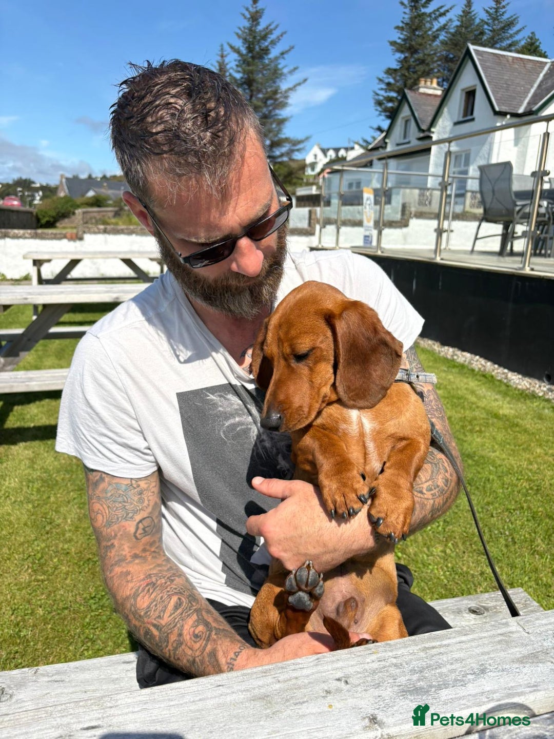 Dachshund dogs for sale: Price Reduced Dachshund Pup - Image 2