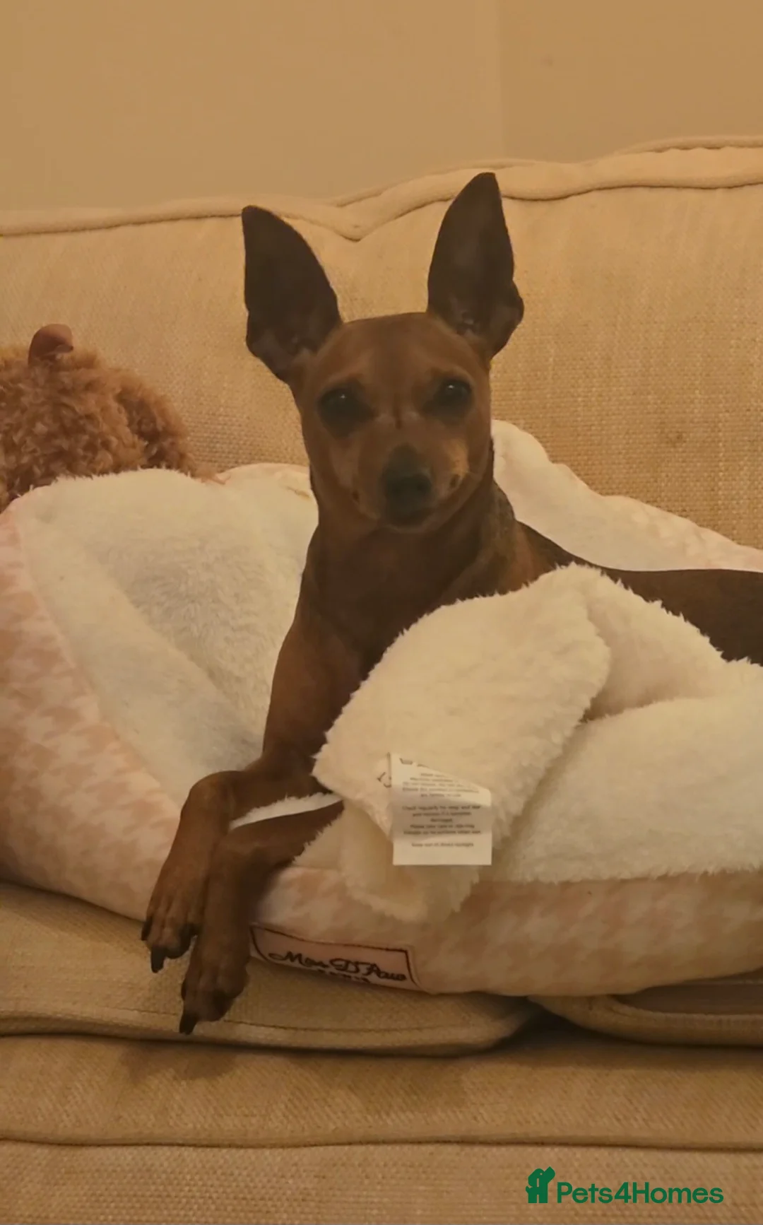 Miniature Pinscher dogs for sale: Bambi - Advert 4
