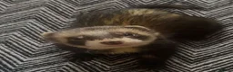 Ferret rodents for sale: Male Ferret with Cages and accessories  in Rugby - Advert 2