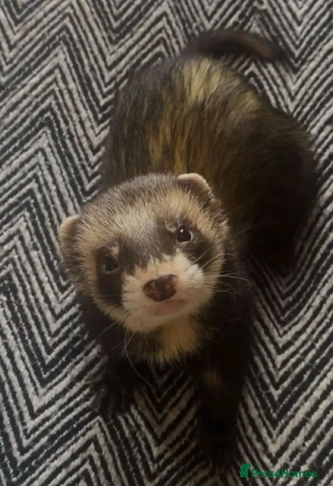 Ferret rodents for sale: Male Ferret with Cages and accessories  in Rugby - Advert 2