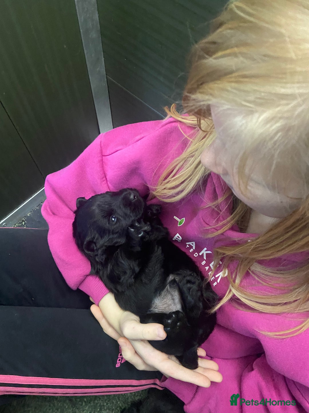 Scottish Terrier dogs for sale: Adorable Scottish Terror o Puppies  - Advert 3