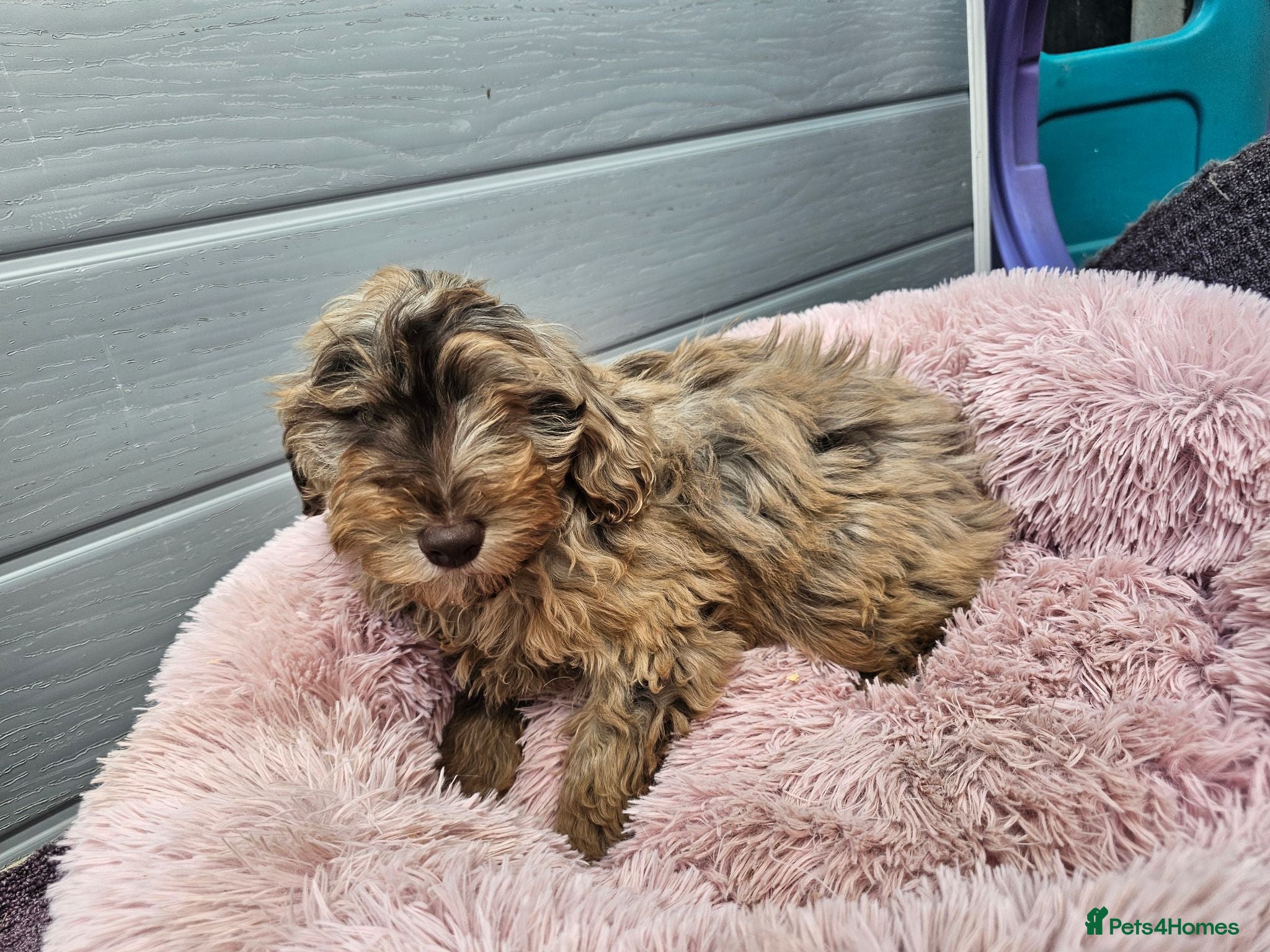 Cockapoo dogs Generation cockerpoo puppies ready now  - Advert 1
