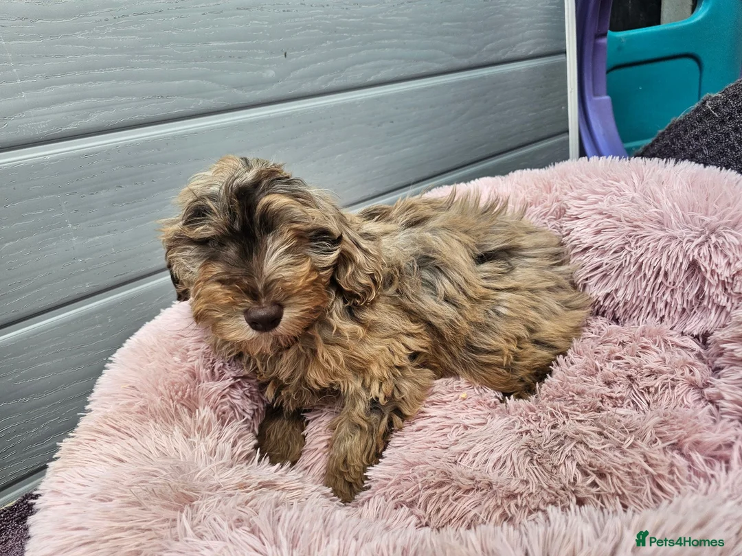 Cockapoo dogs for sale: Generation cockerpoo puppies ready now  - Advert 1