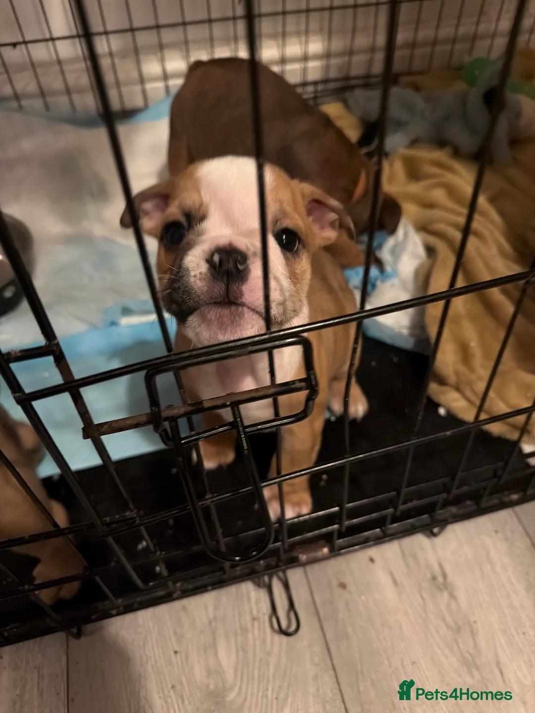 English Bulldog dogs for sale: Male English bulldog red/ white/merl markings - Advert 2