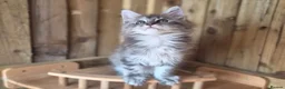 Maine Coon cats for sale: Pure Bred Maine Coon Kittens - Advert 17