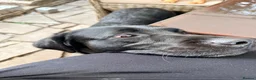Labrador Retriever dogs for sale: Beautiful black lab needs a loving home - Advert 2