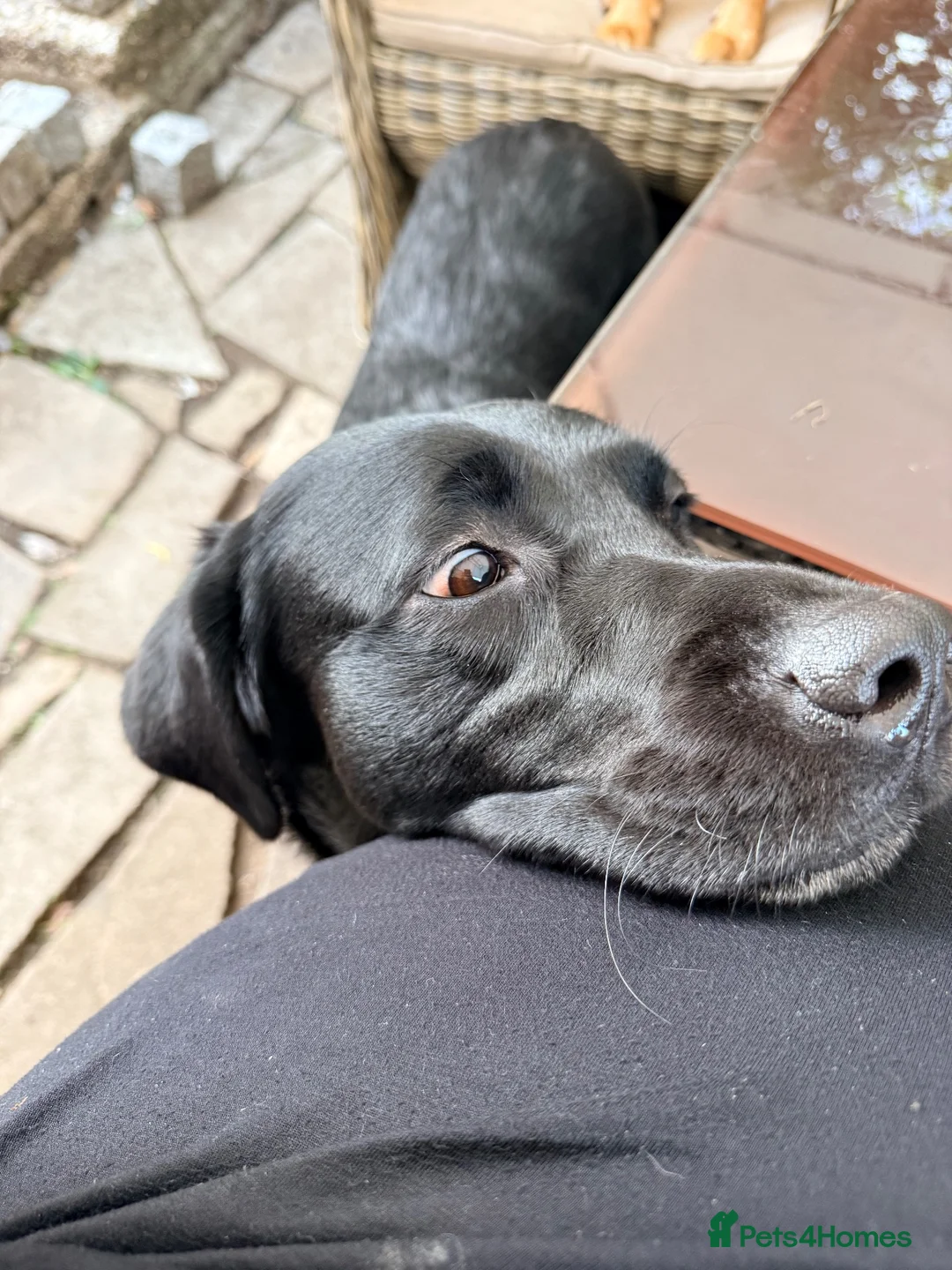 Labrador Retriever dogs for sale: Beautiful black lab needs a loving home - Advert 2