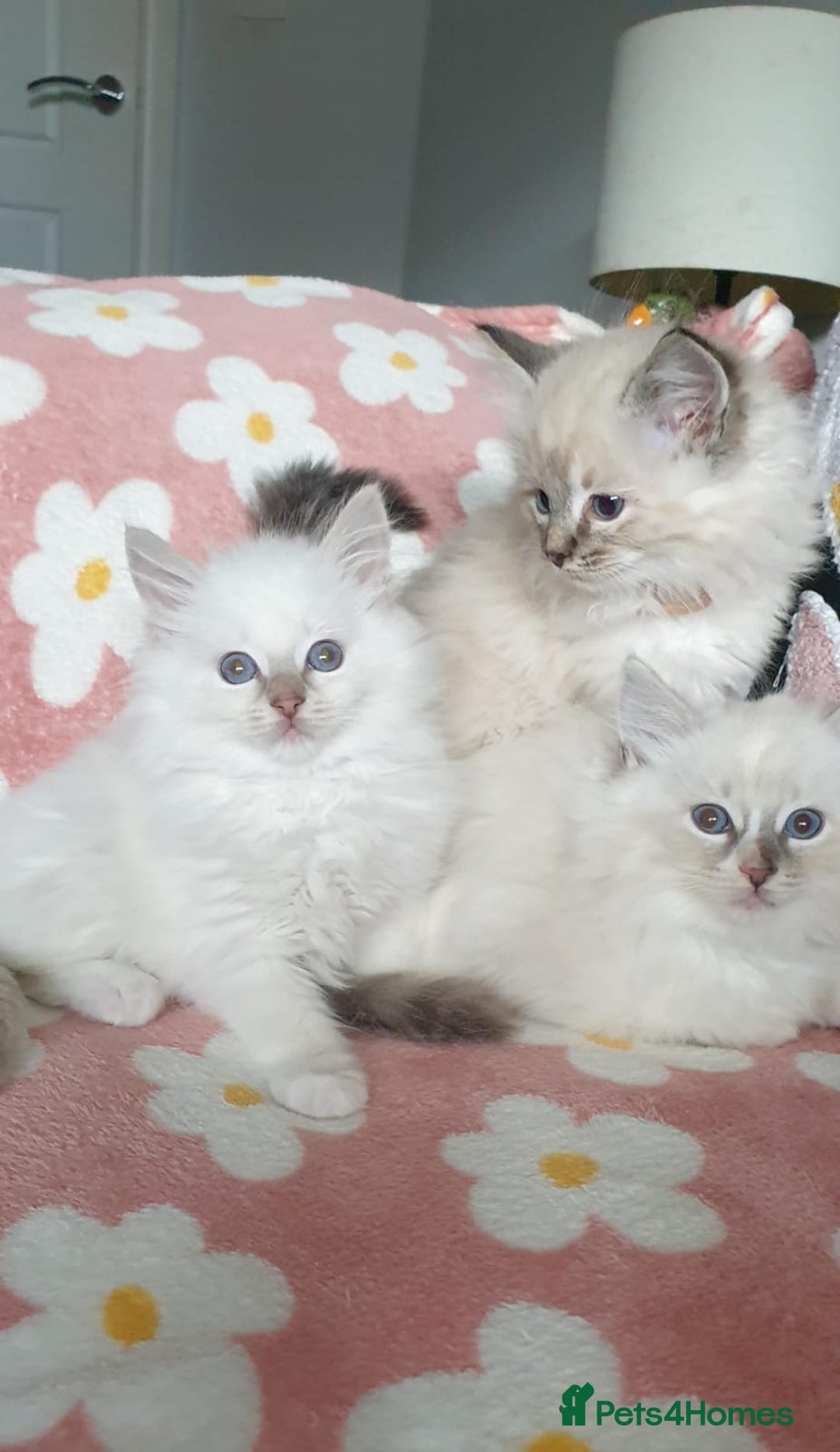 Ragdoll cats for sale: Absolutely Stunning GCCF Registered Kittens. - Advert 17