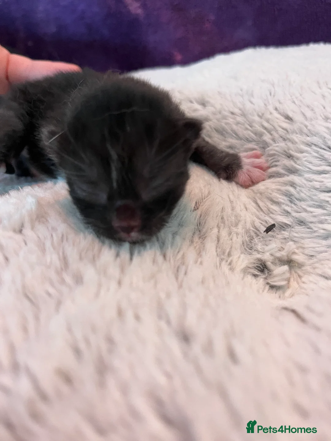 Mixed Breed cats for sale: Beautiful black and white kittens in Malvern - Advert 2
