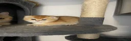 Scottish Fold cats for sale: LOVELY SCOTTISH FOLD GOLDEN KITTENS - Advert 6
