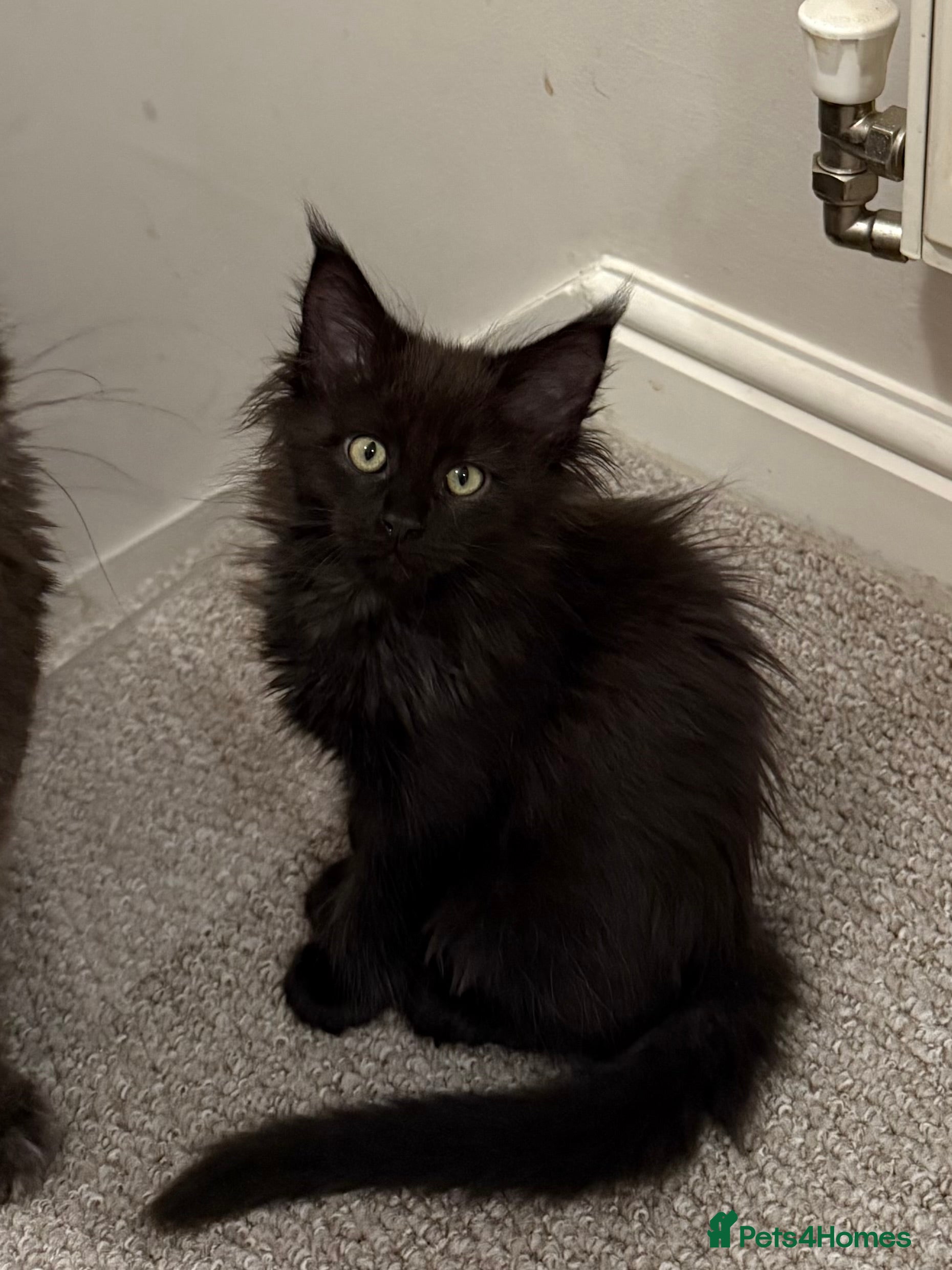 Maine Coon cats Maine coon kittens - Advert 1