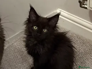 Maine Coon cats Maine coon kittens - Advert 1