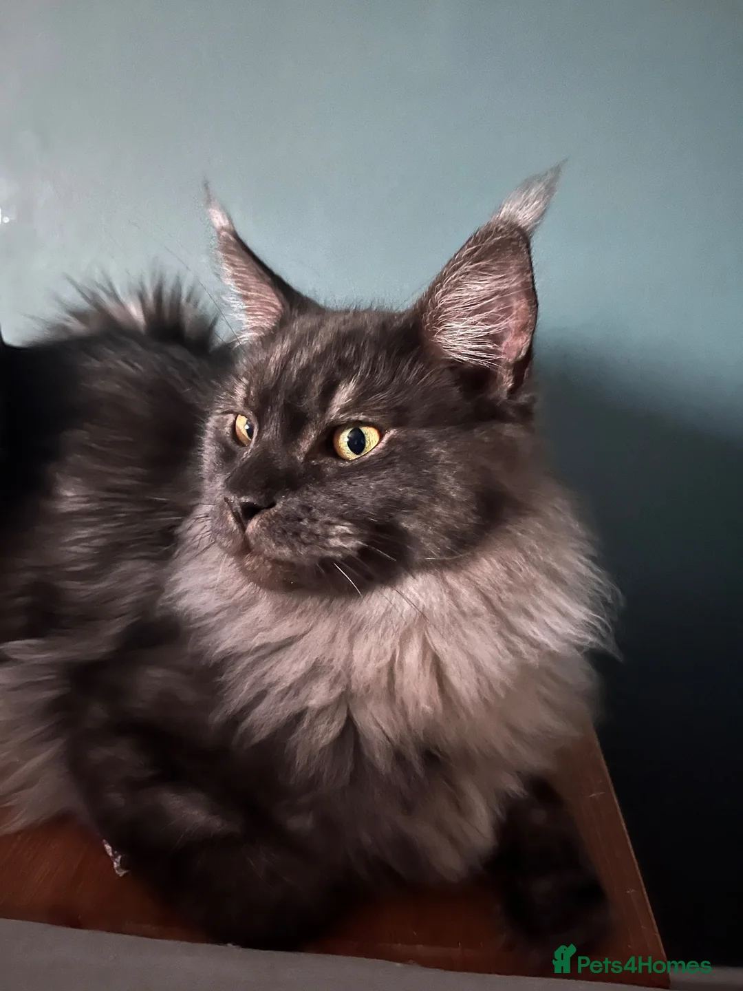 Maine Coon cats for sale: Mainecoon - Advert 3