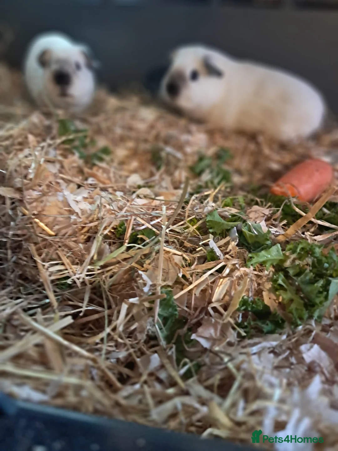 Guinea Pig rodents for sale: BEAUTIFUL PURE BABY BOY CALIFORNIANS AND TEDDIES. - Advert 6