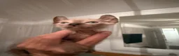 Sphynx cats for sale: Stunning sphinx kittens  - Advert 12