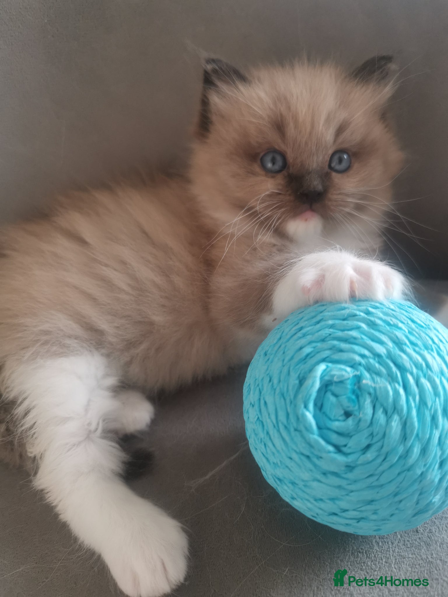 Ragdoll cats Stunning TICA Ragdoll Kittens Mink Sepia Cherubim - Advert 14