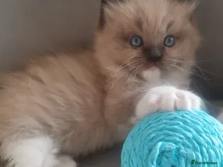 Ragdoll cats Stunning TICA Ragdoll Kittens Mink Sepia Cherubim - Advert 14