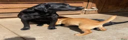 Labrador Retriever dogs for sale: KC Registered Labradors - Advert 2