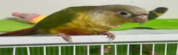 Conures birds for sale: Hand Reared Conures - Advert 5