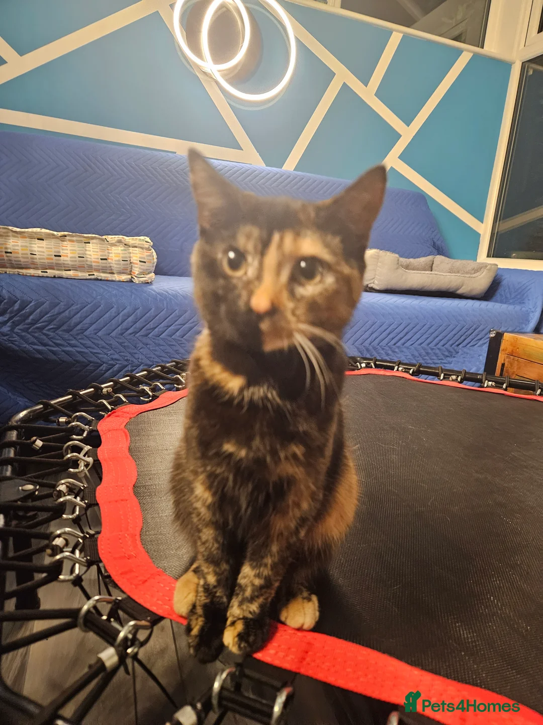 Mixed Breed cats for sale: Lovely kittens,2 sisters! - Advert 10