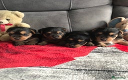 Yorkshire Terrier dogs for sale: Yorkshire Terrier  - Image 3