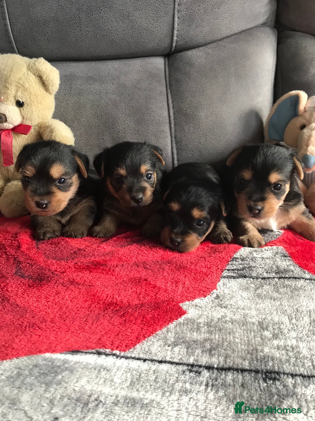 Yorkshire Terrier dogs for sale: Yorkshire Terrier  - Image 3