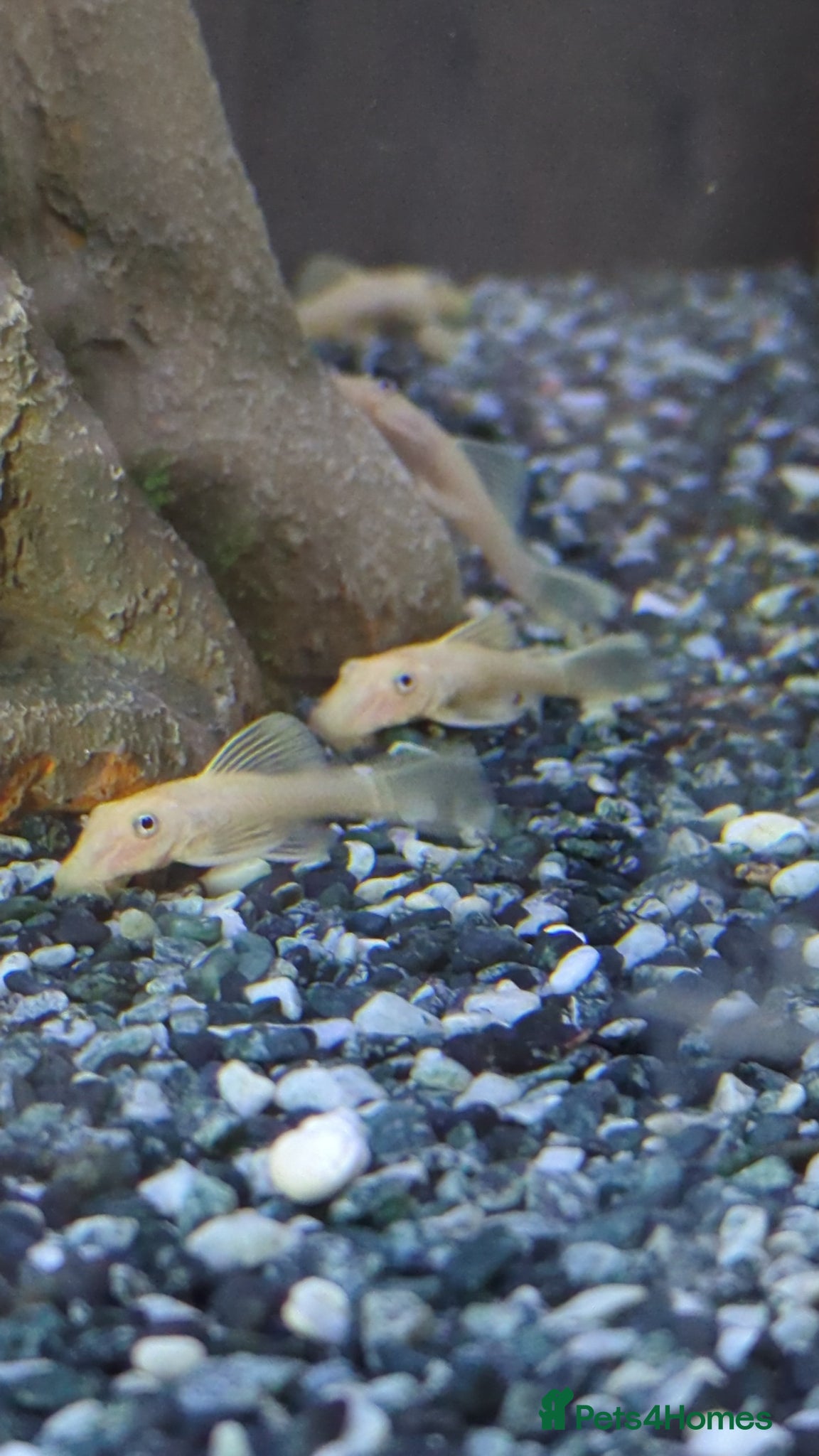 Catfish fish for sale: L144 lemon bristlenose plecos  in Maryport - Advert 3