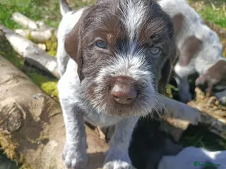 German Wirehaired Pointer dogs BEAUTIFUL CHUNKY KC REG GWP PUPS - Advert 11
