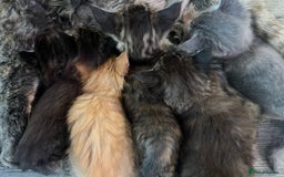 Maine Coon cats for sale: Stunning Half Maine coon kittens  - Image 35
