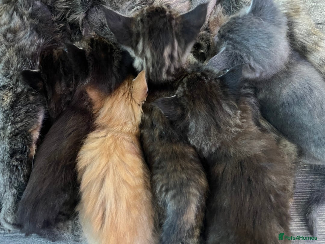 Maine Coon cats for sale: Stunning Half Maine coon kittens  - Image 35