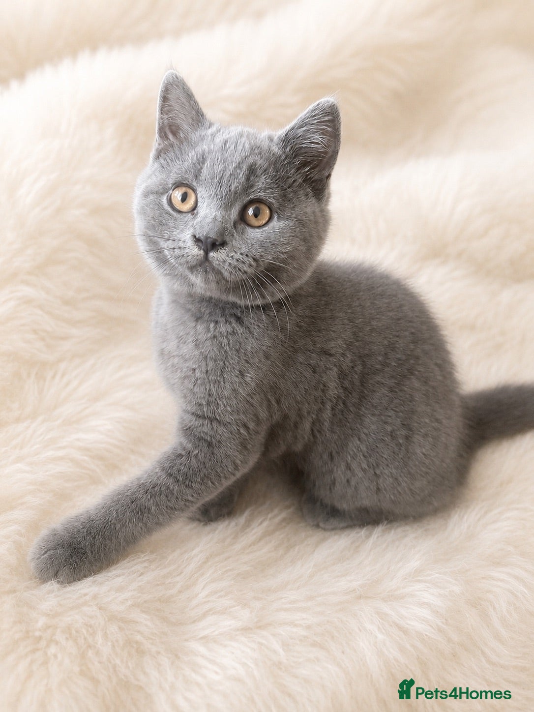 British Shorthair cats 🩵 Pedigree 🩵 British shorthair boy  - Advert 6