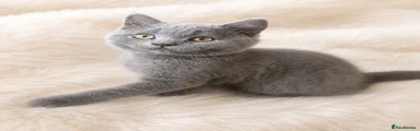 British Shorthair 1