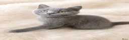 British Shorthair cats for sale: 🩵 Pedigree 🩵 British shorthair boy  - Advert 1