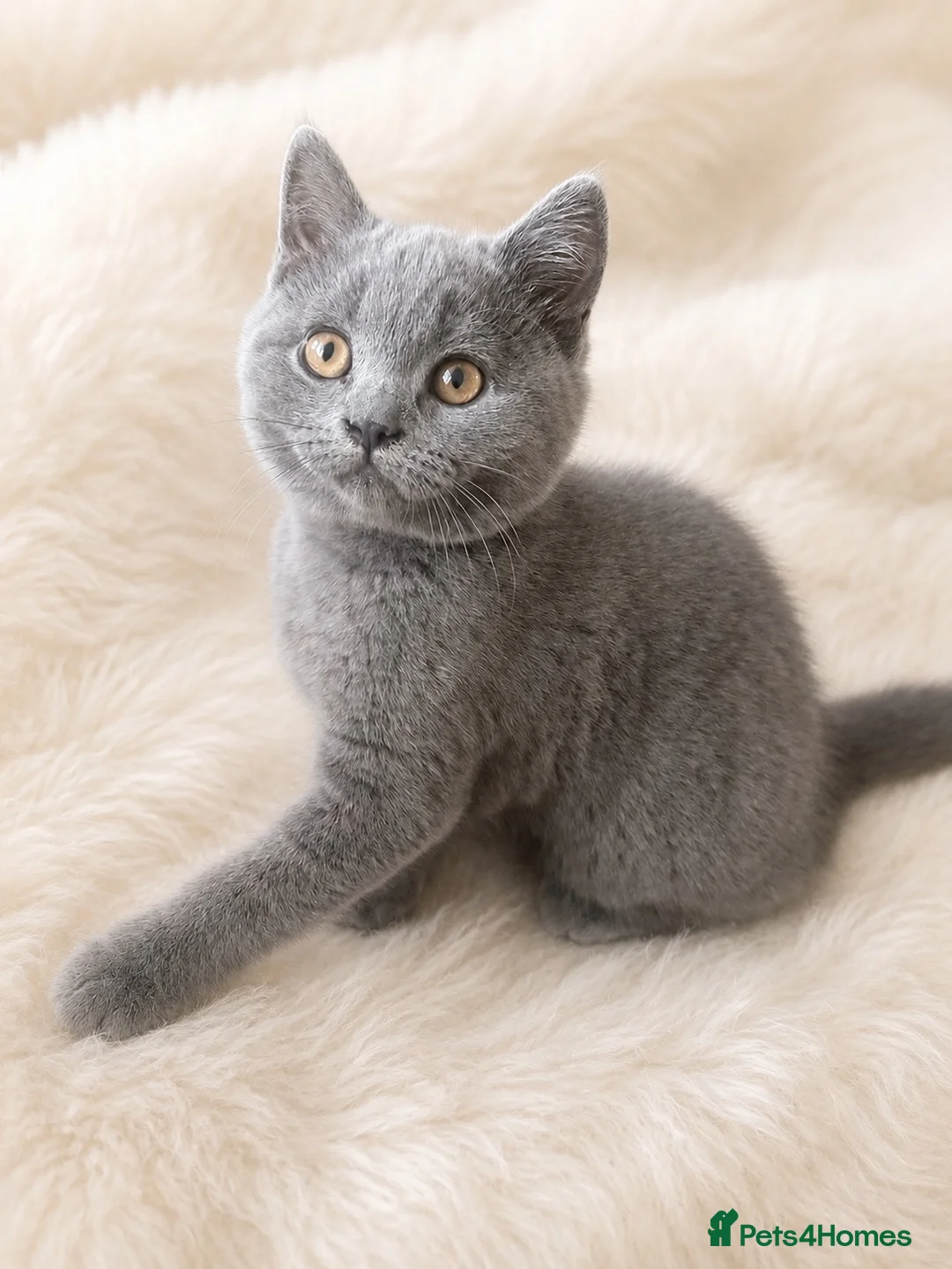 British Shorthair cats for sale: 🩵 Pedigree 🩵 British shorthair boy  - Advert 1