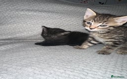 Domestic Shorthair cats for sale: 3 Domestic Kittens - Image 2