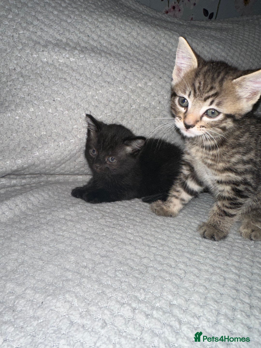 Domestic Shorthair cats for sale: 3 Domestic Kittens - Image 2